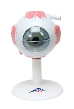 Fabrication Enterprises Inc. Anatomical Model: Eye, 6-Part