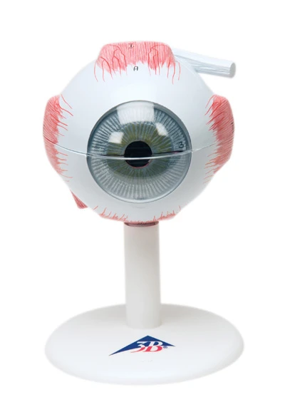 Fabrication Enterprises Inc. Anatomical Model: Eye, 6-Part