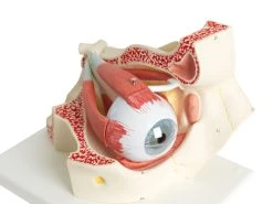 Fabrication Enterprises Inc. Anatomical Model: Eye, 7-Part