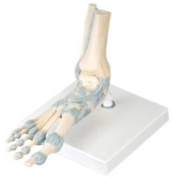 Fabrication Enterprises Anatomical Model: Foot Skeleton Withligaments