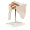 Fabrication Enterprises Inc. Anatomical Model: Functional Shoulder Joint