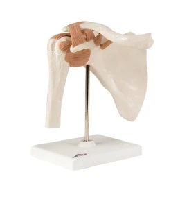 Fabrication Enterprises Inc. Anatomical Model: Functional Shoulder Joint