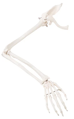 Fabrication Enterprises Anatomical Model: Loose Bones, Arm Skeleton With Scapula And Clavicle, Right