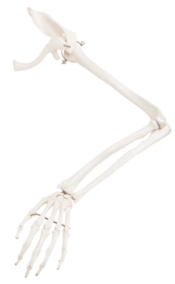 Fabrication Enterprises Anatomical Model: Loose Bones, Arm Skeleton With Scapula And Clavicle, Left