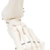 Fabrication Enterprises Anatomical Model: Loose Bones, Foot Skeleton With Ankle, Right