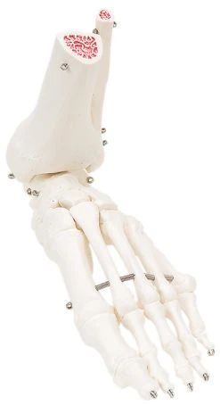 Fabrication Enterprises Anatomical Model: Loose Bones, Foot Skeleton With Ankle, Right