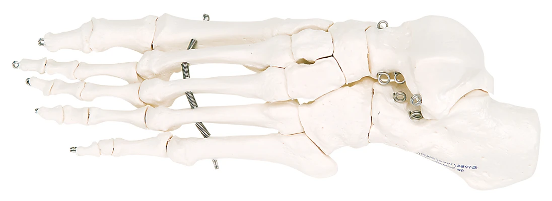 Fabrication Enterprises Anatomical Model: Loose Bones, Foot Skeleton, Left