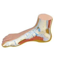 Fabrication Enterprises Anatomical Model: Normal Foot